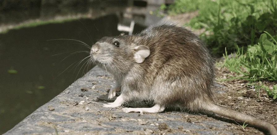 Il Flagello dell'umanità la Peste