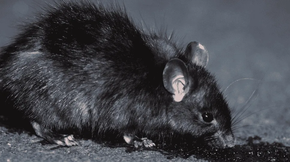 ratto nero