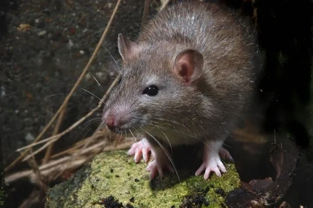 Rattus Norvegicus