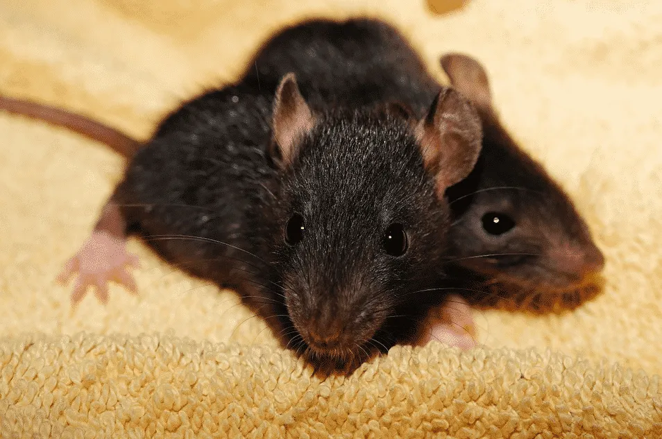 ratto nero dei tetti