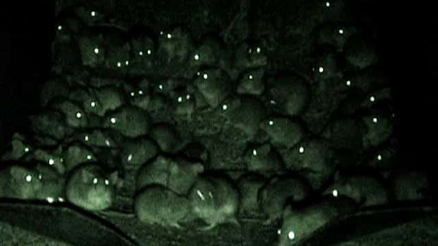 Foto notturna di una colonia di topi nell'attico di una abitazione privata tipi di derattizzazioni