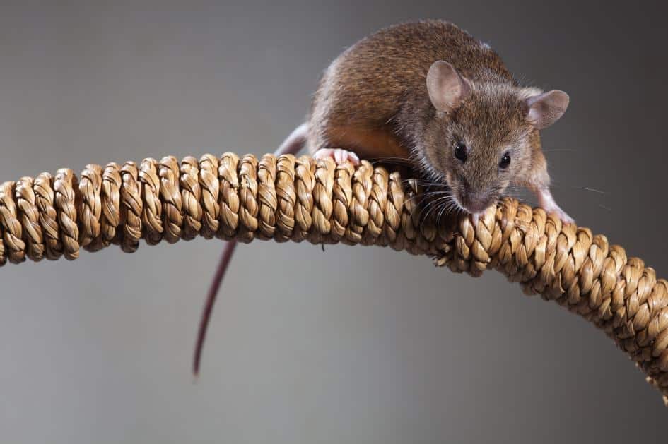 Come allontanare da casa topi e ratti