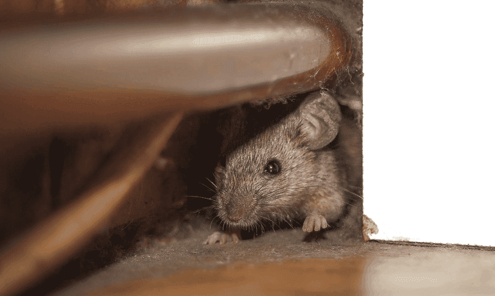come tenere lontani i topi