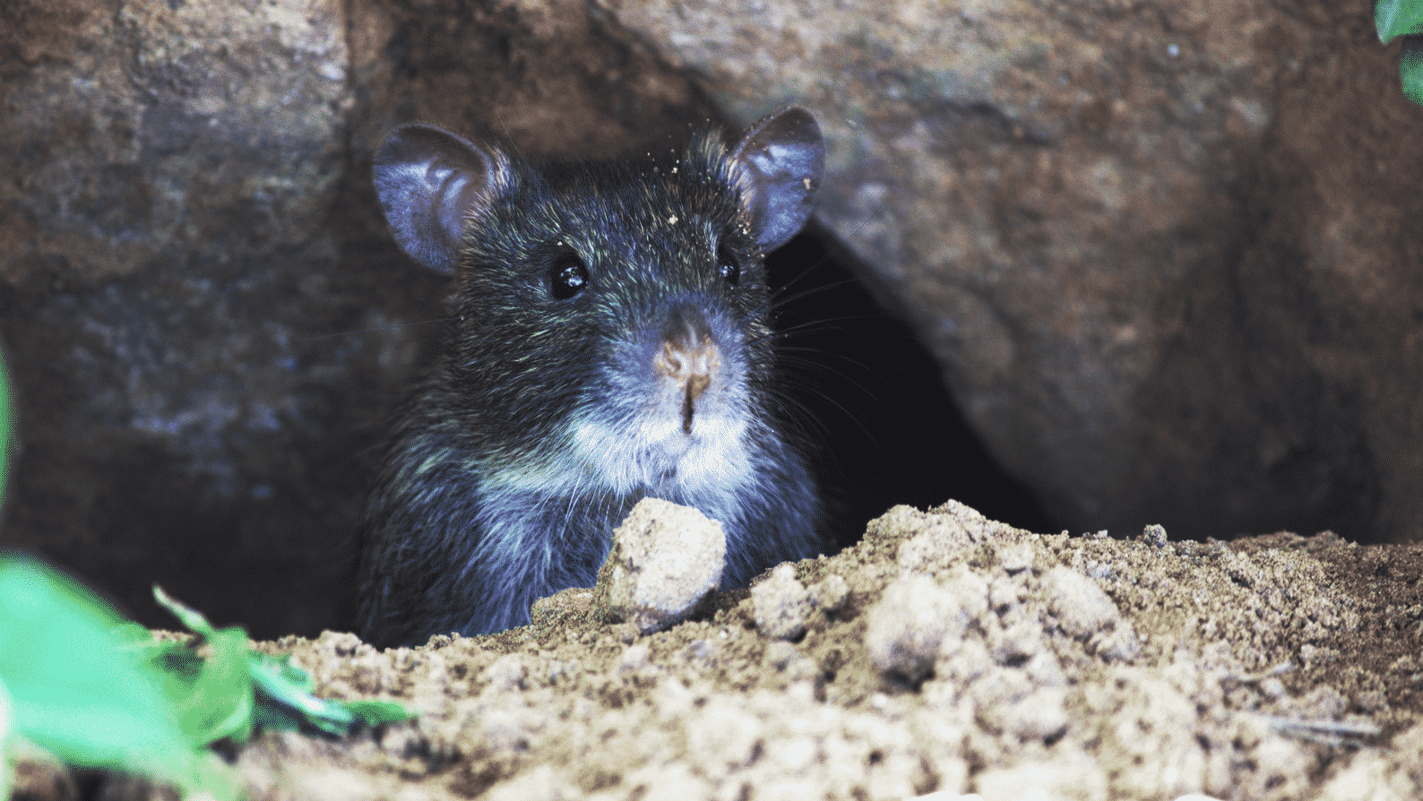 Che Cosa Odiano i Topi?  Odori Repellenti per Topi e Ratti