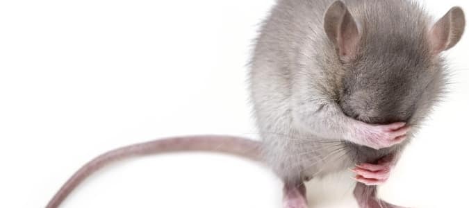 odori repellenti per topi