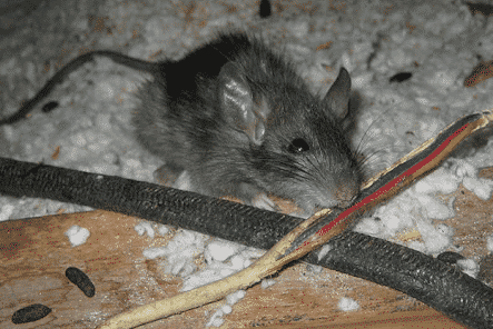 topi che mangiano cavi elettrici