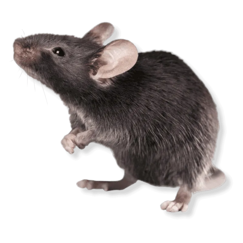 Topo