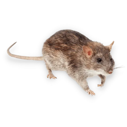 Foto Ratto Comune Nella Città di Pianella