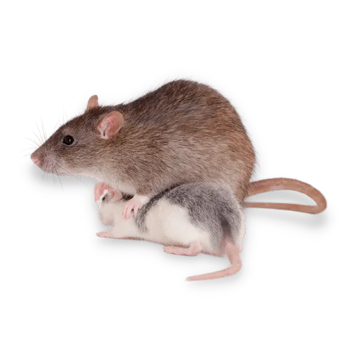 Foto Ratto Comune ad Opera