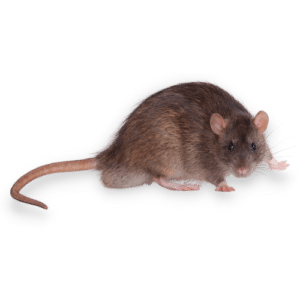 Ratto Comune3