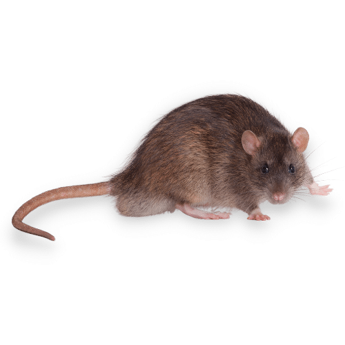 Immagine Ravvicinata di un Ratto Comune a Manerbio