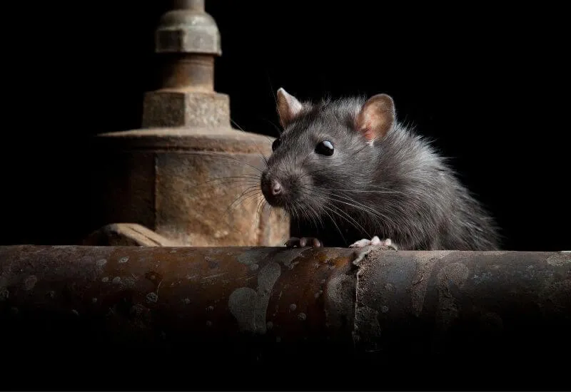 immagine di un ratto delle chiaviche su un mobile