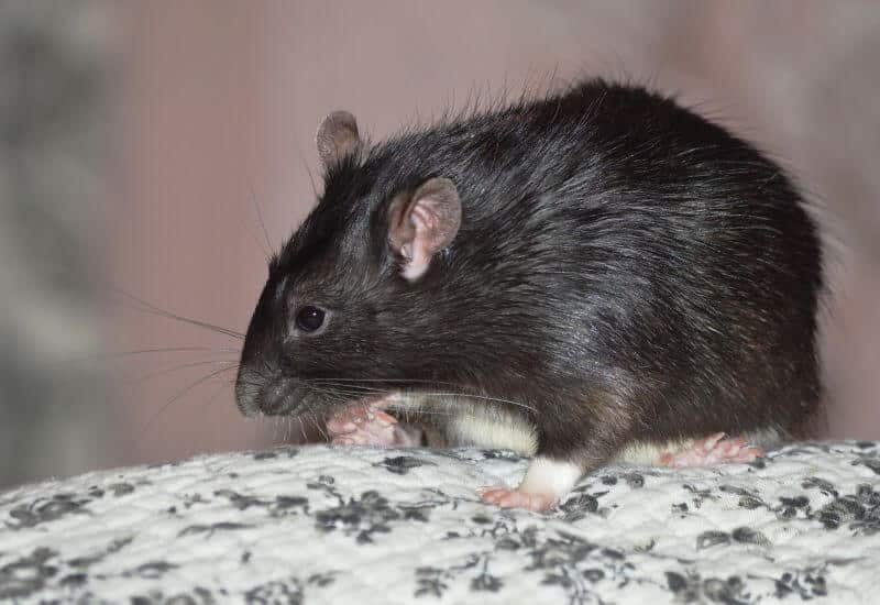 ratto nero che mangia avanzi