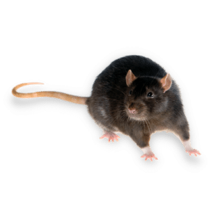 Ratto Nero1