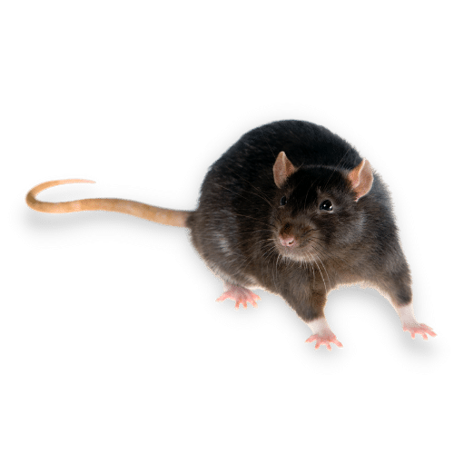 Immagine Ravvicinata di un  Ratto Nero a Cordenons
