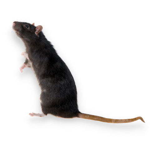 Immagine Ravvicinata di un  Ratto Nero Nella Città di Rezzato