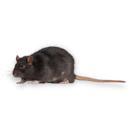 Immagine Ravvicinata di un Ratto Nero Nella Città d'Erba