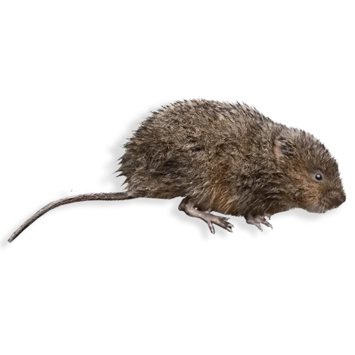 Foto Ravvicinata di un Ratto d'Acqua ad Erba