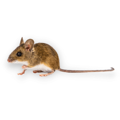 Immagine Ravvicinata di un Ratto di Campagna a Bagnolo in Piano