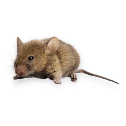 Foto Ratto di Campagna ad Opera