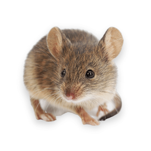 Foto Ravvicinata di un Ratto Domestico a Bruino