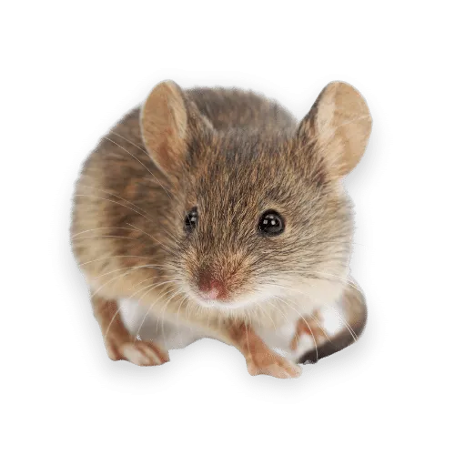 Foto Ravvicinata di un Ratto Domestico Nella Città di Paliano