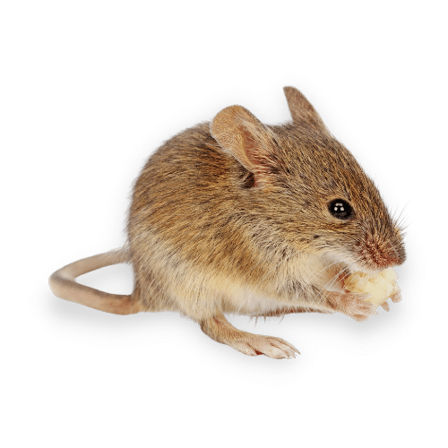 Foto Ravvicinata di un Ratto Domestico a Senigallia