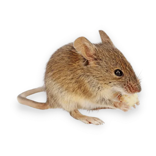 Immagine Ravvicinata di un Ratto Domestico Nella Città di Vicchio
