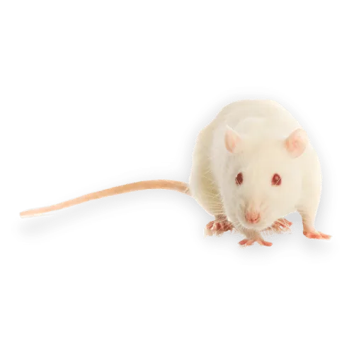 Immagine Ratto Domestico a Pianella